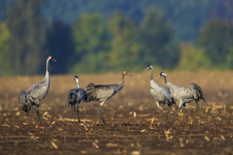 Group of cranes with a young animal gathered in an autumn field, crane (Grus grus) wildlife,