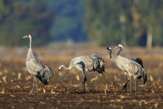 Three cranes walking on an earthy field with a wooded background, crane (Grus grus) wildlife,