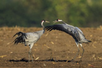 Two cranes in a field, one raising wings during an interaction, crane (Grus grus) wildlife, Western
