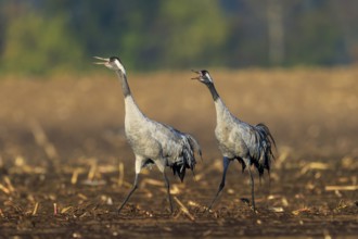 Two cranes walk side by side across a field, seem to communicate with each other, crane (Grus grus)