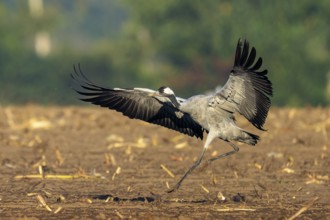 Crane landing in a field against a wooded background, crane (Grus grus) wildlife, Western Pomerania