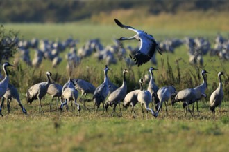 Cranes in a meadow, a bird flying over a group, the landscape is green, crane (Grus grus) wildlife,