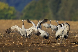 Cranes with spread wings on a field-like ground, trees in the background, crane (Grus grus)