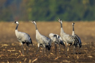 Group of cranes in an open field, some with open beaks, crane (Grus grus) wildlife, Western