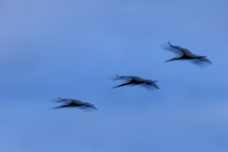 Three flying cranes with blurred effect in blue sky, crane (Grus grus) wildlife, Western Pomerania