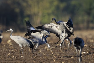 Cranes interacting in an open field, crane (Grus grus) wildlife, Western Pomerania Lagoon Area