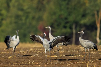 Four cranes stand together in an open landscape, Crane (Grus grus) wildlife, Western Pomerania