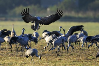 Cranes in an open field. A bird raises its wings in flight, Crane (Grus grus) wildlife, Western
