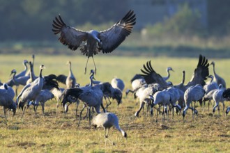 Cranes gather in a field. A bird hovers across the ground, crane (Grus grus) wildlife, Western