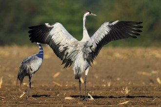 Cranes in a field. One stretches its wings majestically, Crane (Grus grus) wildlife, Western
