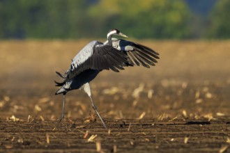 Single crane spreading its wings in a field, earthy background, crane (Grus grus) wildlife, Western