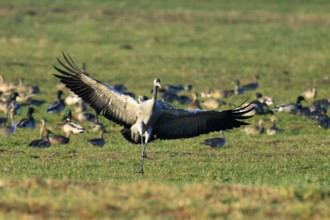Crane spreads its wings on a green field surrounded by other birds, Crane (Grus grus) wildlife,