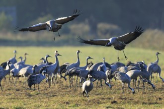 Two cranes fly over a large group on a lush green meadow, Crane (Grus grus) wildlife, Western