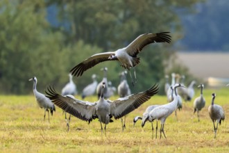 Crane (Grus grus) wildlife, Western Pomerania Lagoon Area National Park, Zingst,