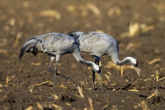 Crane (Grus grus) wildlife, Western Pomerania Lagoon Area National Park, Zingst,