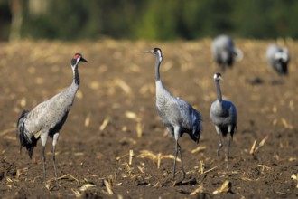 Crane (Grus grus) wildlife, Western Pomerania Lagoon Area National Park, Zingst,
