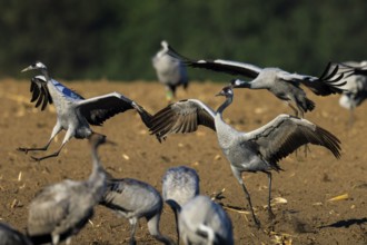 Crane (Grus grus) wildlife, Western Pomerania Lagoon Area National Park, Zingst,