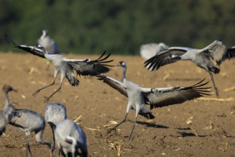 Crane (Grus grus) wildlife, Western Pomerania Lagoon Area National Park, Zingst,