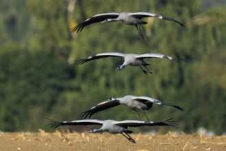 Crane (Grus grus) wildlife, Western Pomerania Lagoon Area National Park, Zingst,