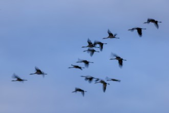 Crane (Grus grus) wildlife, Western Pomerania Lagoon Area National Park, Zingst,