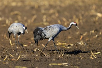 Two cranes walk side by side in a field, crane (Grus grus) wildlife, Western Pomerania Lagoon Area