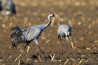 Two cranes walk across earthy soil, crane (Grus grus) wildlife, Western Pomerania Lagoon Area