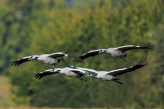 Three cranes flying in formation over wooded landscape, crane (Grus grus) wildlife, Western