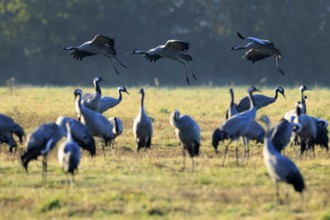 Cranes taking off into the air, the meadow is illuminated by soft morning light, crane (Grus grus)
