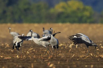 Cranes move in a field, the surrounding area looks autumnal with earthy colors, crane (Grus grus)
