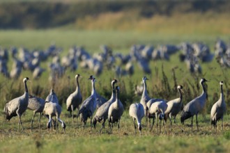 Group of cranes standing on a green field surrounded by nature, crane (Grus grus) wildlife, Western