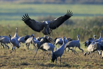 Group of cranes in a meadow while a bird flies over the group, crane (Grus grus) wildlife, Western