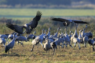 Large group of cranes in an open field, some in the air with spread wings, crane (Grus grus)