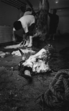 MEX, Mexico, Guadalajara, 09.07.2002, slaughter of the bull after the fight