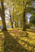 Autumn park with long shade of trees in sunlight, Nagold, Black Forest, Germany