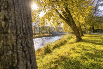 Autumn river landscape with yellow leaves and sunlight, Nagold, Black Forest, Germany