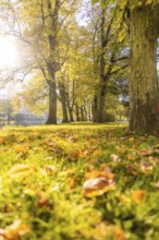 An autumnal park with trees and foliage in warm sunlight, Nagold, Black Forest, Germany
