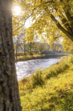Autumn scene by the river with glowing trees in sunlight, Nagold, Black Forest, Germany