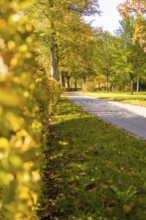 Path in a park with golden hedge and autumn trees, Nagold, Black Forest, Germany