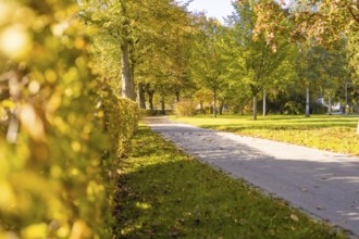 Path in park with hedge and autumn trees in sunlight, Nagold, Black Forest, Germany