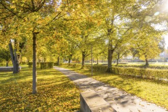 Brilliant sunny autumn day in a park with yellow trees and a walkway, Nagold, Black Forest, Germany