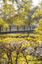 Footbridge across a river surrounded by autumn-colored trees and sunlight, Nagold, Black Forest,
