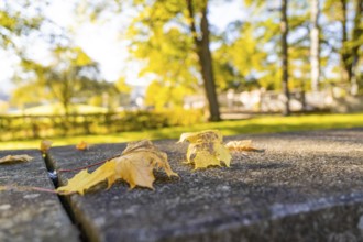 Yellow leaves lie on a table in the park surrounded by trees, Nagold, Black Forest, Germany