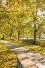 Autumn park trail with leaves and trees in sunlight, Nagold, Black Forest, Germany