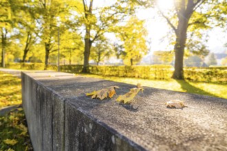 Autumn leaves on a wall in sunny park, Nagold, Black Forest, Germany