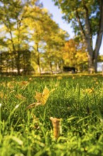 View of grassy park with autumn leaves in the foreground, Nagold, Black Forest, Germany