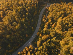 Cars drive through an autumn-colored forest along a winding road, Nagold, Black Forest, Germany