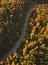 A winding road crosses an autumnal forest, some vehicles are on the way, Nagold, Black Forest,