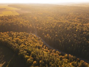 A forest in autumn colors with sunlight illuminating the trees. A road snakes through it, Nagold,