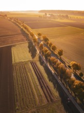 Bird's-eye view of fields and trees in warm autumn light at sunset, Nagold, Black Forest, Germany