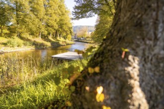 Close-up view of a tree on the riverbank with autumnal foliage and footbridge, Nagold, Black